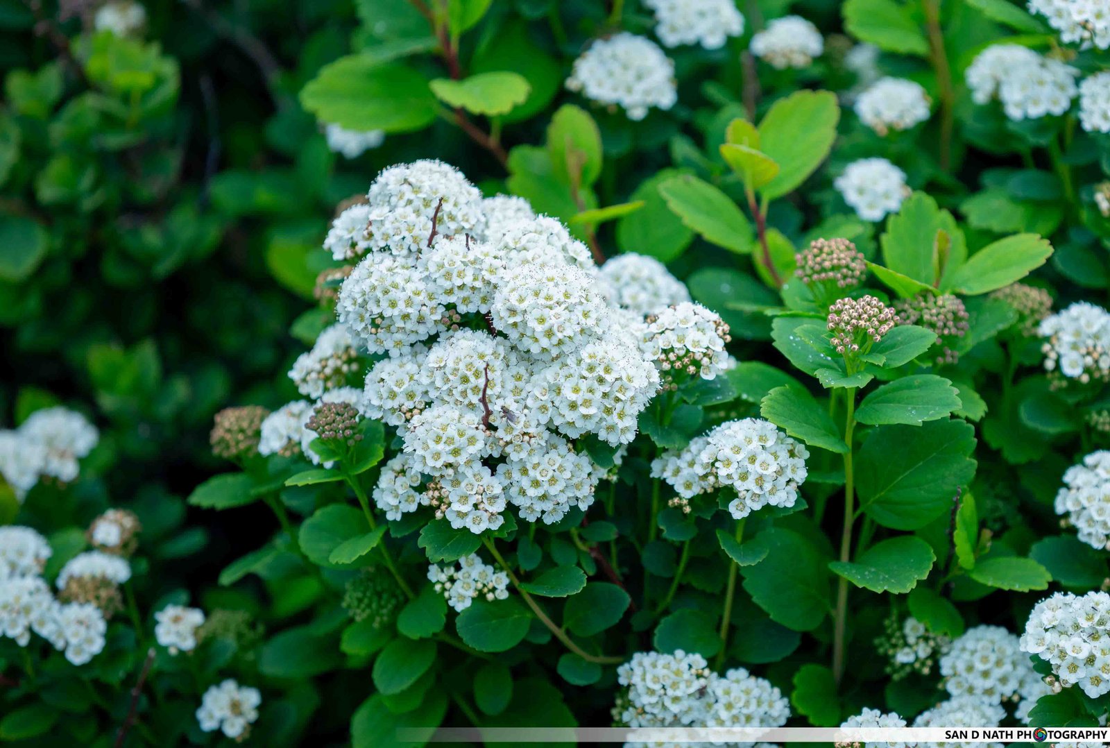 White Flower