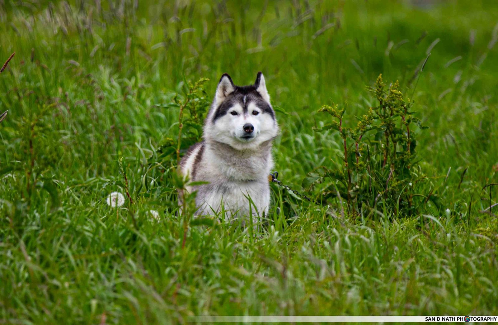 Dog